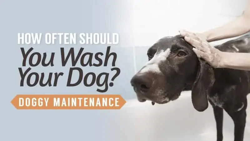 How Often Should You Wash Your Dog: Doggy Maintenance
