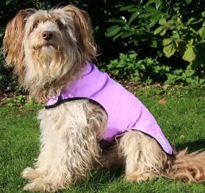 Best Cooling Dog Coats - Prestige Cool Coat for Dogs