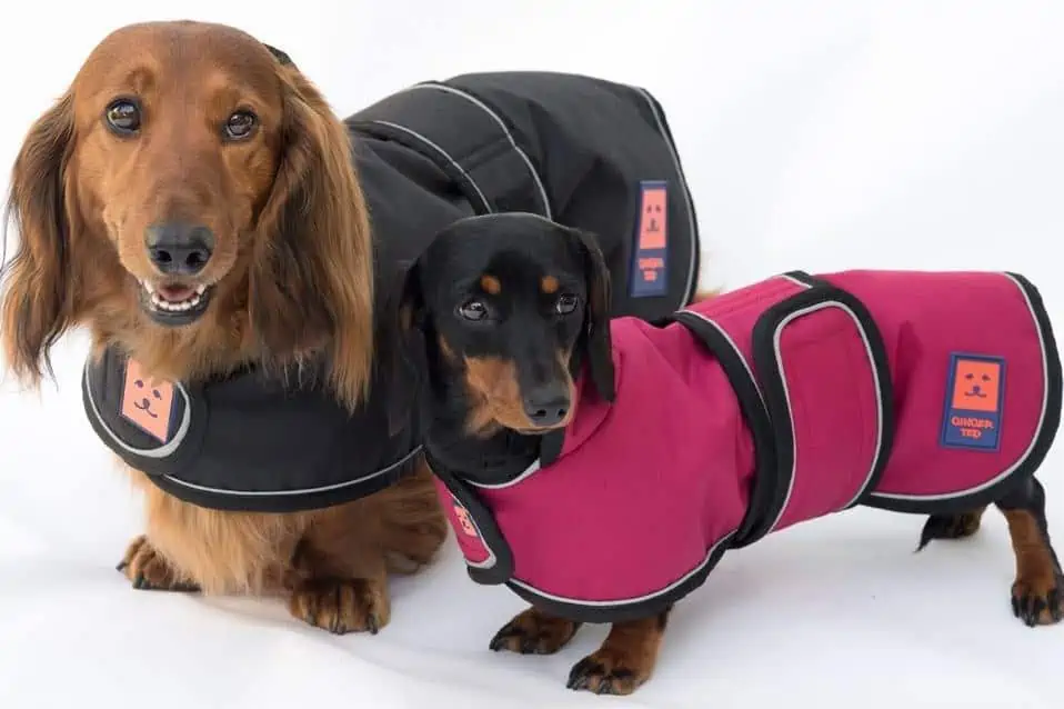 Best Dachshund Dog Coats - Ginger Ted 