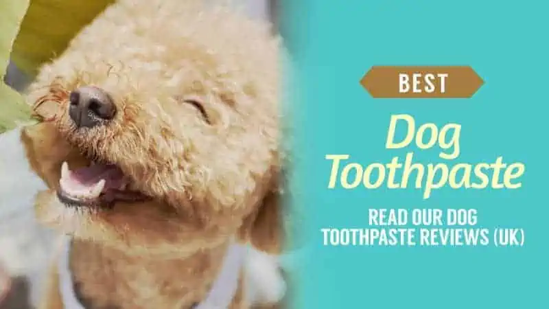 Best Dog Toothpaste Read our Dog Toothpaste Reviews UK