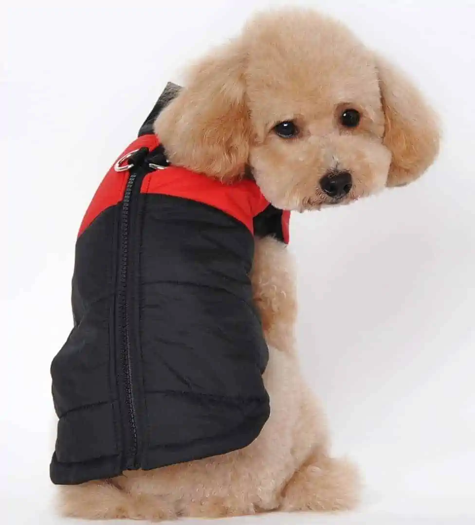 Best Puppy Coat - Ericoy Small Waterproof Pet Dog Puppy Coat