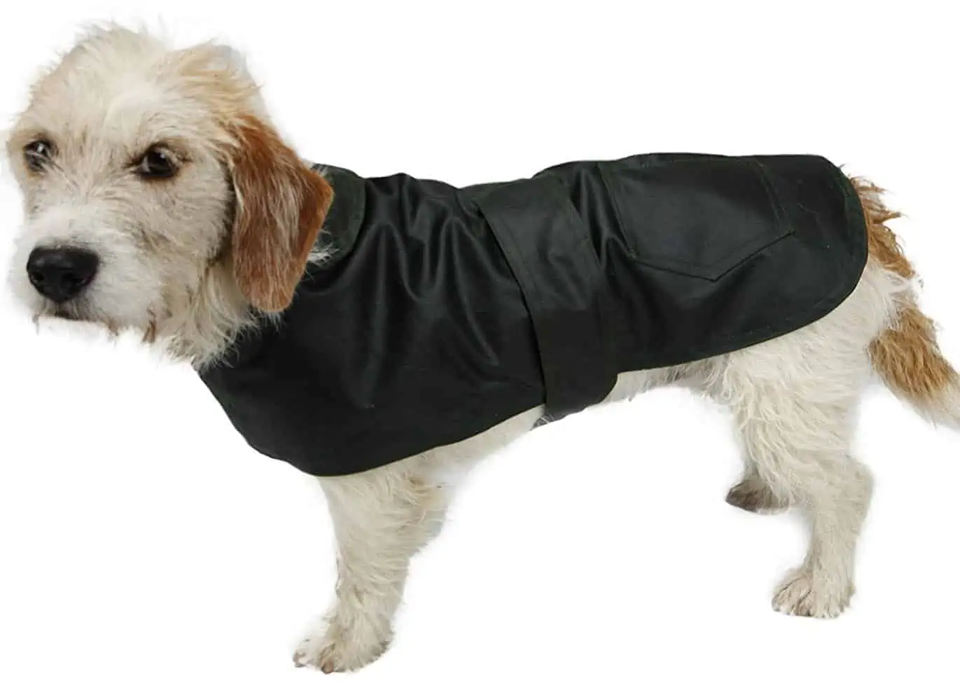 Best Raincoats for Dogs - Bradshaw & Bentley