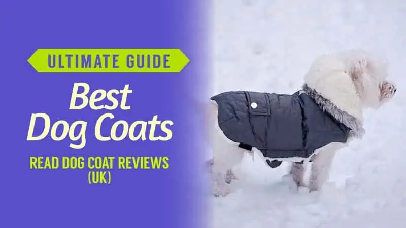 Ultimate-Guide-Best-Dog-Coats-Read-Dog-Coat-Rewiews-UK