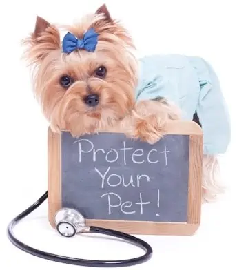 pet insurance
