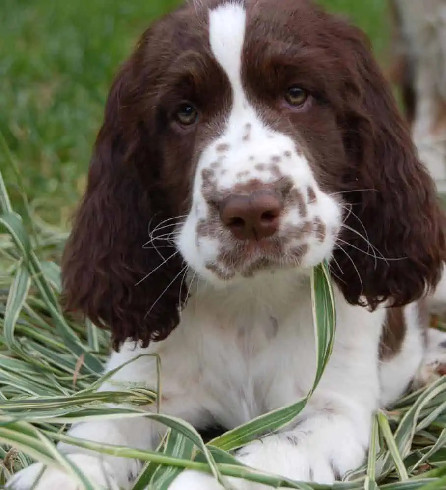 Five of The Most Active Canine Companions That Will Follow you Wherever You Go 2 Five of The Most Active Canine Companions That Will Follow you Wherever You Go 2