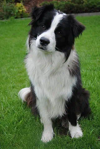 Five of The Most Active Canine Companions That Will Follow you Wherever You Go 3 Five of The Most Active Canine Companions That Will Follow you Wherever You Go 3