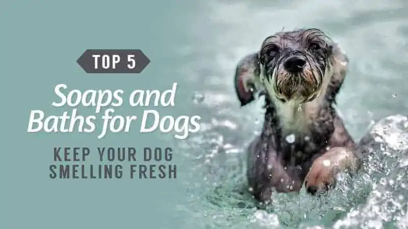 Keep-Your-Dog-Smelling-Fresh-Top-5-Soaps-and-Baths-for-Dogs Keep-Your-Dog-Smelling-Fresh-Top-5-Soaps-and-Baths-for-Dogs
